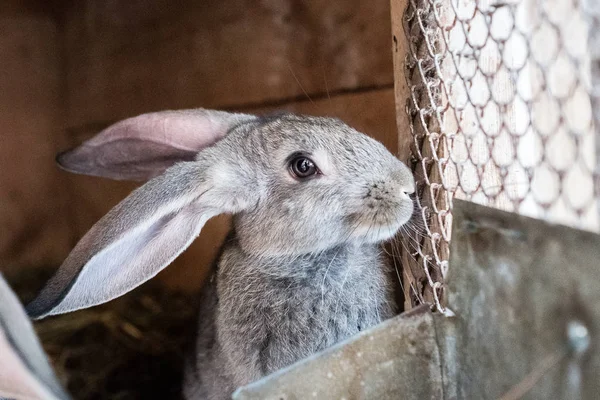 Rabbit in the cage. Big rabbit ears — Stock Photo, Image