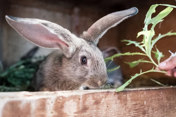 Králík v kleci žere trávu — Stock fotografie