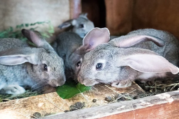 Os coelhos na gaiola comem erva. Alimentos para animais de estimação — Fotografia de Stock