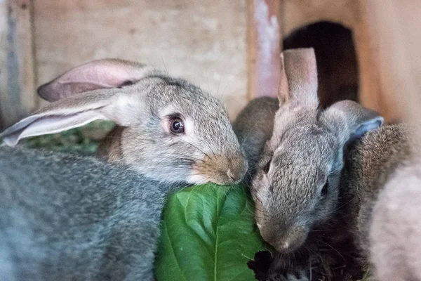 笼子里的兔子吃草。宠物食品 — 图库照片