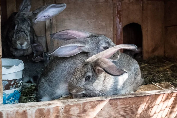 Um coelhinho numa jaula. Criação de coelhos . — Fotografia de Stock