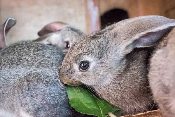 O coelho na gaiola está comendo grama — Fotografia de Stock