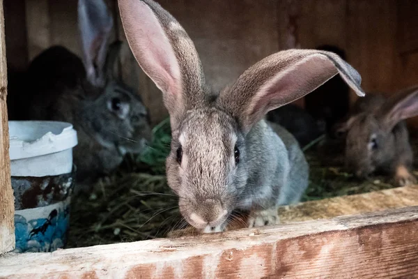 Królik w klatce. Duże uszy królika — Zdjęcie stockowe