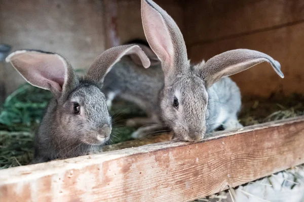 Kleine Bunny in een kooi. Fokken van konijnen. — Stockfoto