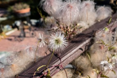 Clematis sonbaharda çiçek açar. Solan çiçek. Kıllı Ranunculaceae.