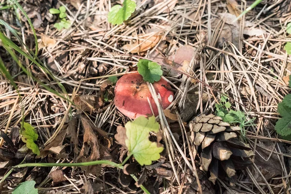Czerwona Russula rośnie w lesie. Urosły grzyby. Radość zbieracza grzybów. — Zdjęcie stockowe