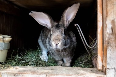 Ahşap kafeste evcil bir tavşan. Bahçede büyüyen hayvanlar.