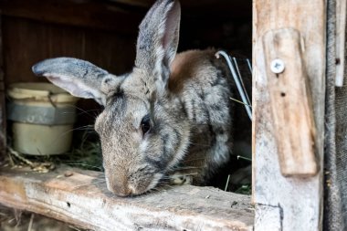 Ahşap kafeste evcil bir tavşan. Bahçede büyüyen hayvanlar.