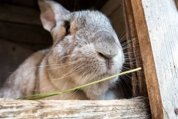 Oud konijn in de kooi. Huiskonijnen kweken in de tuin — Stockfoto