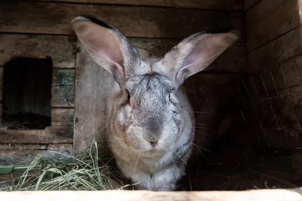 Coelho velho na gaiola. Crescer coelhos domésticos no jardim — Fotografia de Stock
