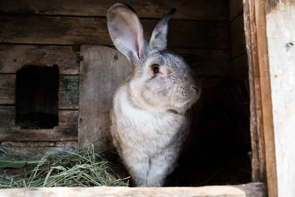 Stary królik w klatce. Hodowla królików domowych w ogrodzie — Zdjęcie stockowe