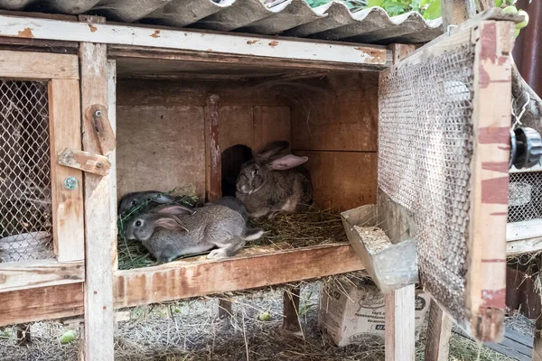 Króliki w drewnianej klatce w ogrodzie warzywnym. Hodować króliki latem w ogrodzie. — Zdjęcie stockowe