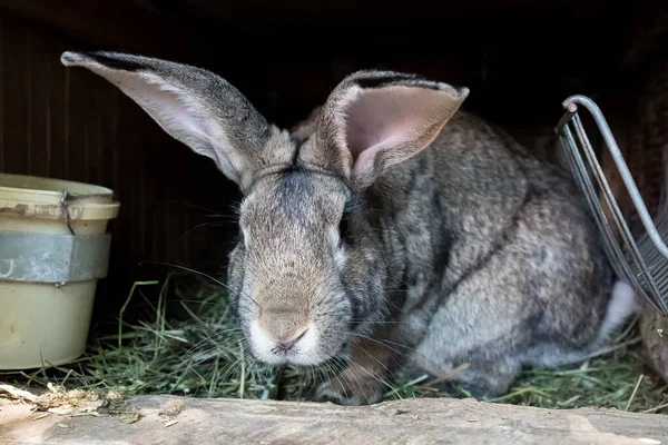 Domácí králík v dřevěné kleci. Pěstování zvířat na zahradě. — Stock fotografie