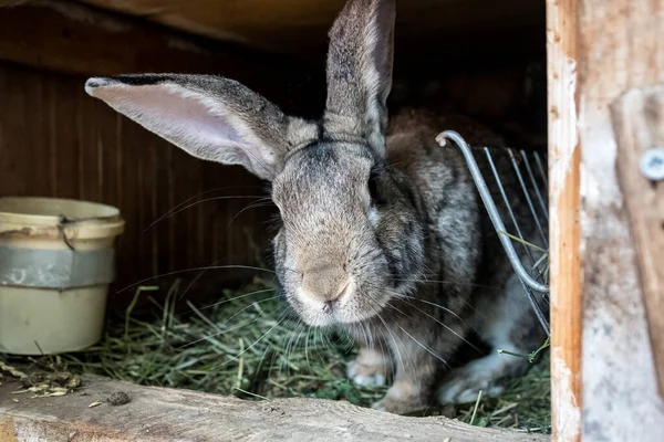 木造の檻の中の国産ウサギ。庭で育つ動物. — ストック写真