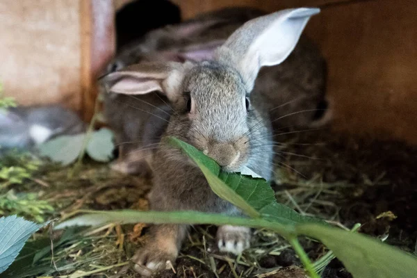 Šedý domácí králík jí čerstvou trávu v kleci. — Stock fotografie