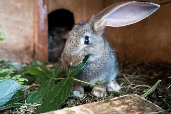 Szary królik domowy zjada w klatce świeżą trawę. — Zdjęcie stockowe