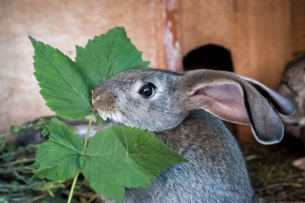 Šedý domácí králík jí čerstvou trávu v kleci. — Stock fotografie