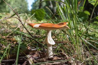 Bir çeşit sineklik. Russula değil. Sahte russula.