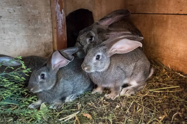 Coelhos cinzentos numa jaula. Animais de estimação mantidos para abate . — Fotografia de Stock