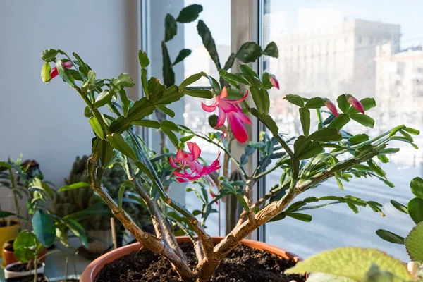 Salon bitkisi schlumbergera. Ev bitkisi dekabrist çiçekleri açıyor. Pembe çiçek. — Stok fotoğraf
