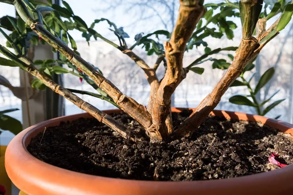 Salon bitkisi schlumbergera. Ev bitkisi dekabrist çiçekleri açıyor. Pembe çiçek. — Stok fotoğraf