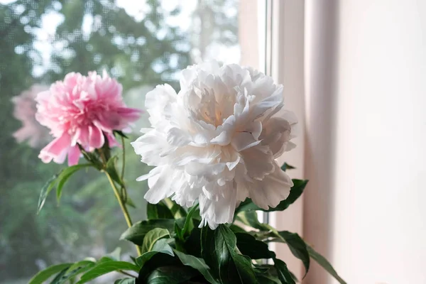 White peony with leaves on the windowsill. Bouquet of summer flowers — Stock Photo, Image