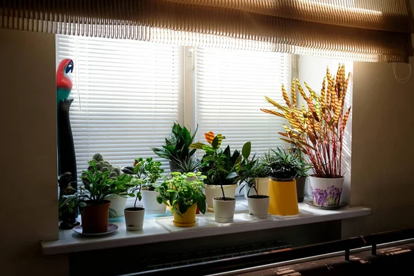 Bunga Bunga Ambang Jendela Tanaman Rumah Saat Matahari Terbenam Urutan — Stok Foto