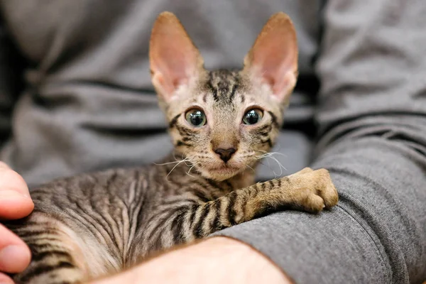 The kitten is afraid in the arms of a man. The pet is looking into the frame. Cornish Rex, Tabby.