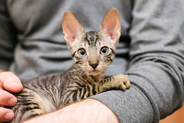 Szürke cica hazudik a kezén. Kis merész Cornish Rex macska — Stock Fotó