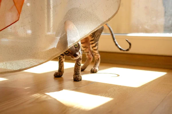 Ένα Γατάκι Κρυφοκοιτάζει Κάτω Από Τις Κουρτίνες Παιχνιδιάρα Γάτα Παίζει — Φωτογραφία Αρχείου