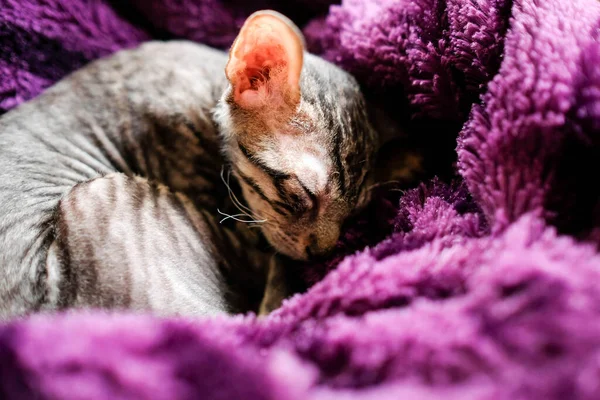 小猫蜷缩着睡在紫色格子里 生病的小猫躲起来了 Cornish Rex Tabby — 图库照片