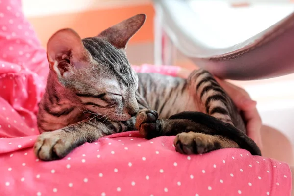 Kedi Yavrusu Onun Kucağında Uyuyor Kızın Parlak Pembe Elbisesi Cornish — Stok fotoğraf