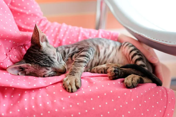 Gatito Duerme Regazo Linda Mascota — Foto de Stock