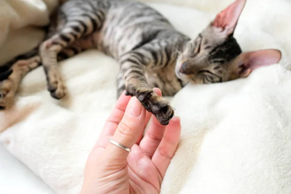 Kedinin Patisini Düşün Yumuşak Siyah Pedler Cornish Rex Evcil Hayvanı — Stok fotoğraf