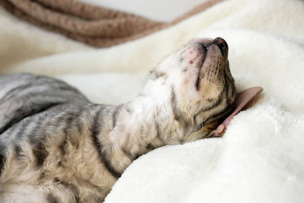 Cara Gato Soñoliento Duerme Boca Arriba Puede Ver Bigote Torcido —  Fotos de Stock