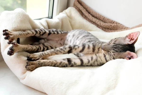 猫睡后伸懒腰 快乐的宠物 科尼什 雷克斯品种 背景模糊 — 图库照片