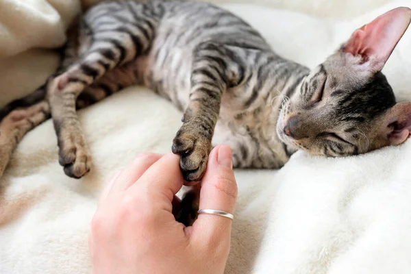 고양이를 부드러운 코니쉬 식탁보 — 스톡 사진