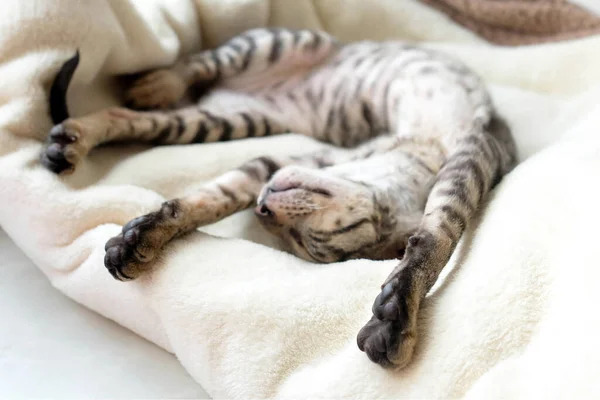 Gato Estira Sobre Espalda Mascota Está Durmiendo Suave Cuadros Cornish — Foto de Stock