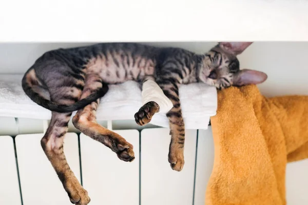 Kitten Lies Battery Bandaged Paw Visible Blurred Background — Stock Photo, Image