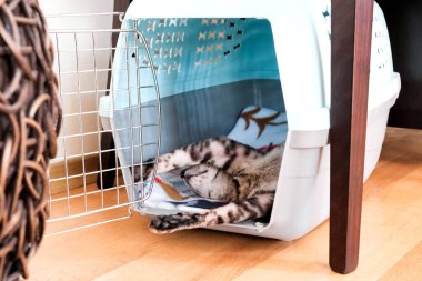 Kedi bir hayvan taşıyıcısında sırt üstü uyur. Cornish Rex dinleniyor.
