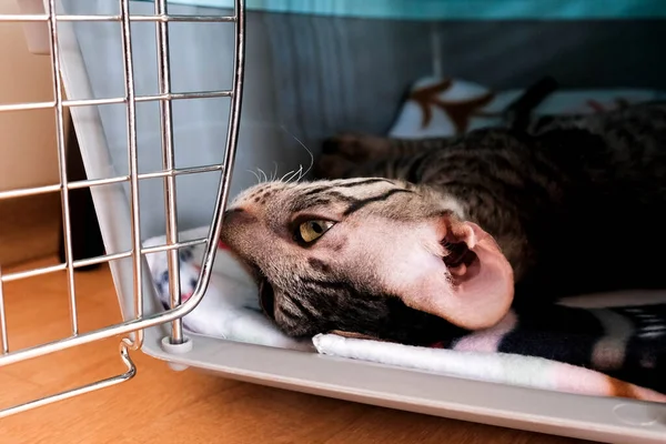 Kedi Evcil Hayvan Taşıyıcısında Dinleniyor Başı Kulağı Kapat — Stok fotoğraf