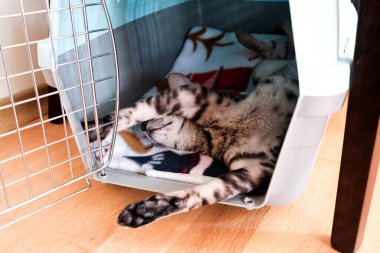 Kedi uykuda. Hayvanlar için taşıyıcı. Cornish Rex sırt üstü dinleniyor..