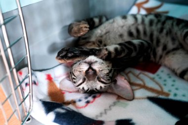 Yavru kedi uyuyor. Hayvanlar için taşıyıcı. Cornish Rex sırt üstü dinleniyor..