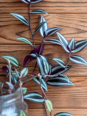 Tradescantia zebrina grows in a glass jar. Square image. Purple and green leaves of plant. clipart