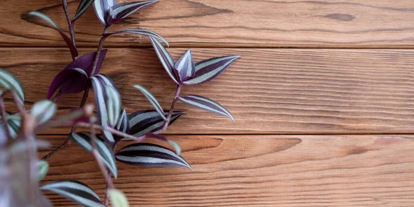 Background with plant tradescantia zebrina. Warm wood background