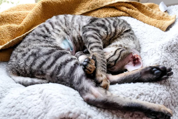 Kedi Yan Yatar Vaziyette Ameliyattan Dolayı Karın Bölgesindeki Dikiş Görünür — Stok fotoğraf