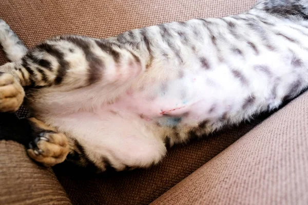 Gato Joven Yace Boca Arriba Abdomen Visible Patas Traseras Costura —  Fotos de Stock