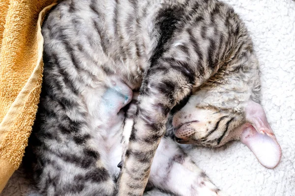猫躺在它的一侧 手术后腹部的缝合线是可见的 消毒痕迹 Cornish Rex Kitten 胖胖的 — 图库照片