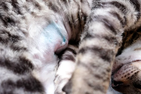 猫躺在它的一侧 手术后腹部的缝合线是可见的 消毒痕迹 快了Cornish Rex Kitten 胖胖的 — 图库照片