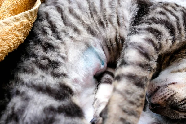 猫躺在它的一侧 手术后腹部的缝合线是可见的 消毒痕迹 Cornish Rex Kitten 胖胖的 — 图库照片